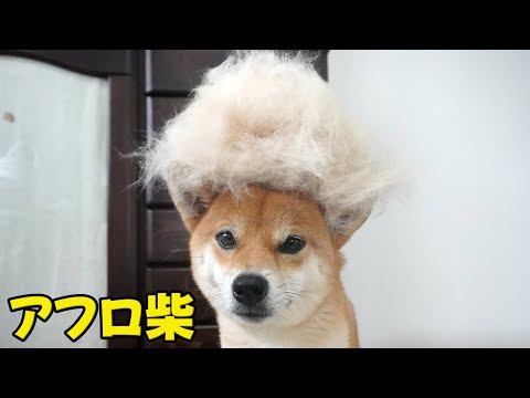 換毛期はとりあえずアフロになる柴犬小夏