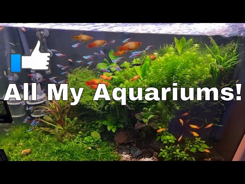 Uncut Fishroom Tour / All Aquarium Update. Honest  I am not dead yet, and those who are interested can see how my hobby is doing... ;-)
Link to all my 