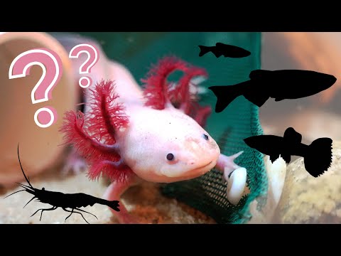 What Can You Keep With an Axolotl?! | The BEST Axo What can you keep with an axolotl? Today we're going over the best axolotl tankmates that can live a