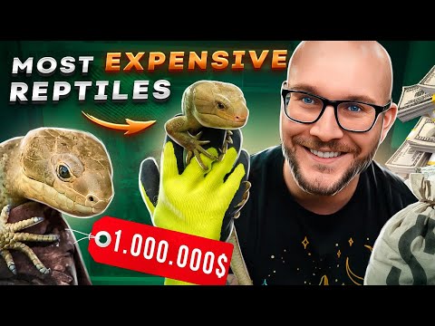 I Keep My Most Expensive Lizards in My CHEAPEST En I Keep EXPENSIVE Lizards in my cheapest enclosure! Let me explain why I do it and you might want to 