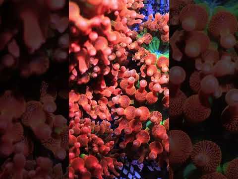 Clownfish Hide and Seek! 🫣 