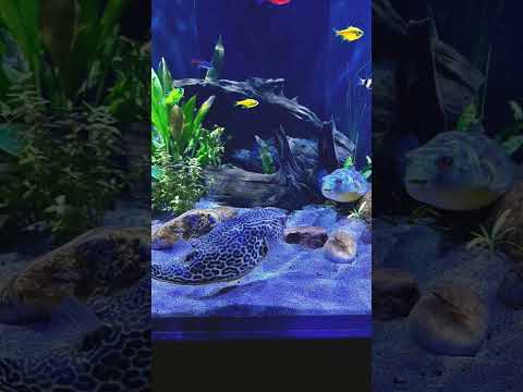 Puffer Showdown!! 🐡🐡 #pufferfish #aquarium