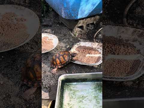 トウブハコガメそろそろ冬眠準備かな #boxturtles