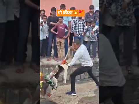 #17गोतकि18मुतभोलारामनिमली #गोमाता #गौमाता #हिन्दू #गोसेवा_मिशन_संदेश #उज्जैन #गौमाताकीजय #cow💥🚩