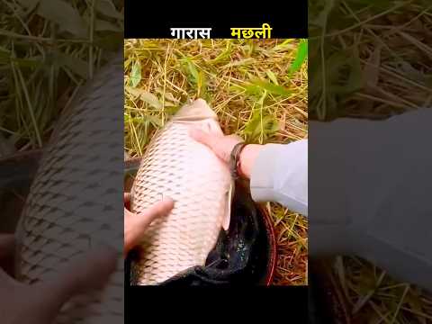 गारास मछली 😱 #aivideo #fishing #fascinatinginformation #amazingfacts #fishinglife #youtubeshorts