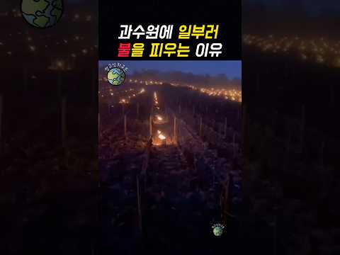 <strong>과수원에</strong> 일부러 불을 피우는 이유