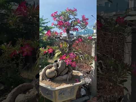 Svc Quang thiện#su #su