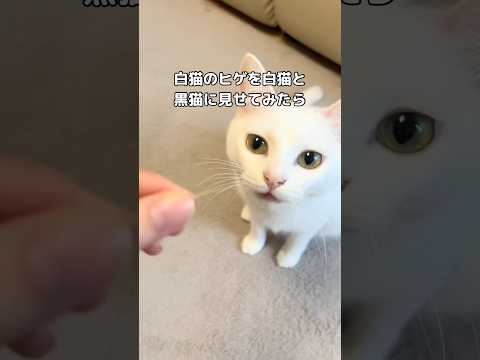 なんでも食べようとする白黒双子猫のかわいい動き サムネイル