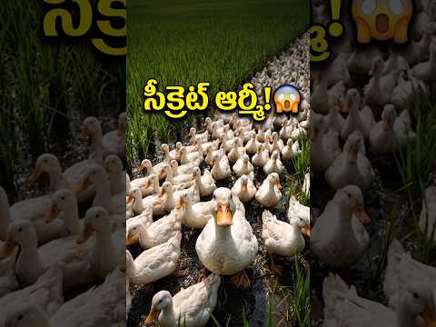 🦆 Genius Duck <strong>Farming</strong>  #<strong>farming</strong> #agriculture