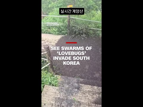 See swarms of 'lovebugs' invade South Korea