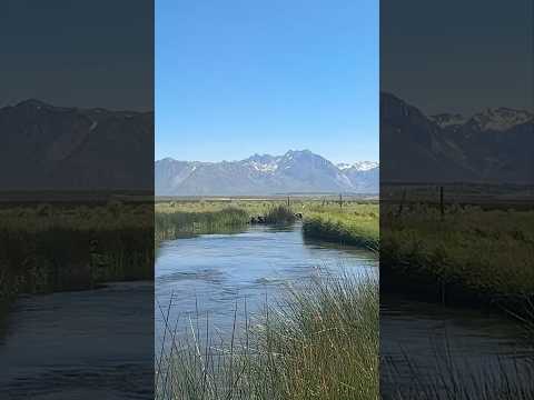 Sights and sounds of the upper Owens River #owensriver #mammothlakes