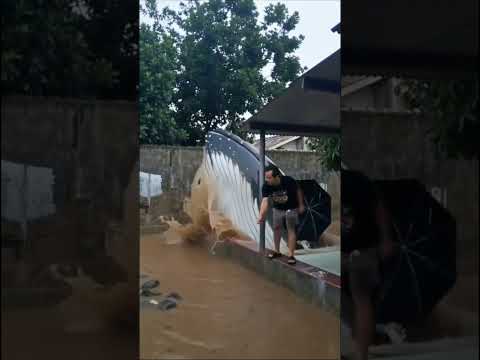 banjir #shortvideo