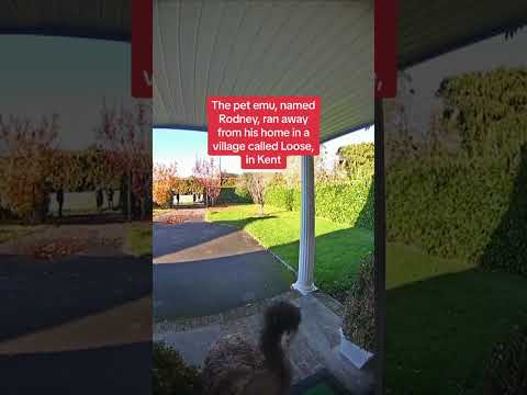 Rodney the emu went on the run after escaping from his home in a village called Loose, in Kent