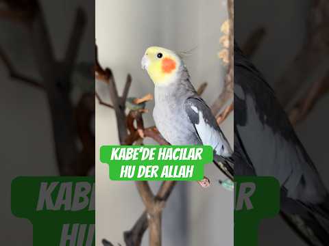 Mecnun ve Kabede Hacılar Hu der Allah ilahisi #ilahi #keşfet