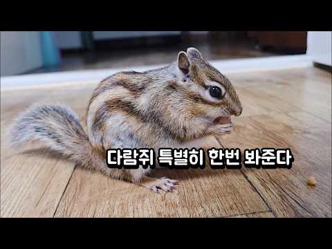 다람쥐 특별히 한번 봐준다
