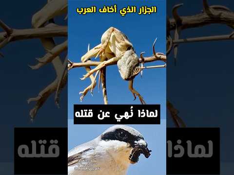 (جزار الصحراء): لماذا نهى النبي ﷺ عن قتل صائد الثعابين؟ - الصرد طير صغير بقلب وأفعال الصقور والجوارح