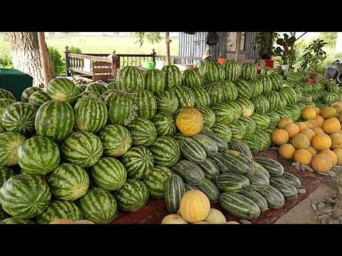 大地から食卓へ：ウズベキスタンの季節の収穫をたどる