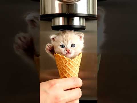 #cat #cats #meow #shorts