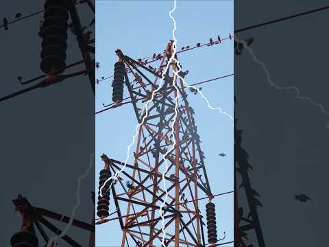 Это убивает птиц каждый день! 🐦 #дикаяприрода #факты