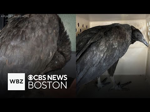 Pair of vultures too drunk to fly after dumpster diving in Connecticut