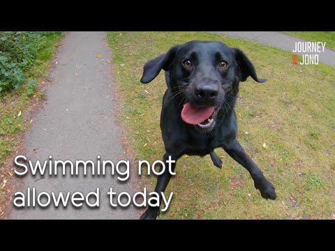 78. Algae stops my lab swimming, I pass Willington & Burton on Narrowboat