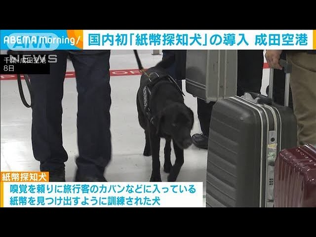 Image of Narita Airport Memperkenalkan Anjing Pendekteksi Mata Uang Pertama di Jepang