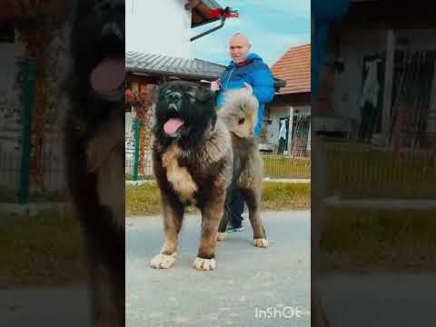 babay dog  no no no this is tha big dog 😈👿#my #pitbull #pitbull #lifeisbutadream #subscribe #america