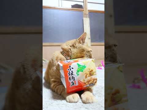 猫の動画サムネイル - ふっくらやわらか小粒納豆　250502　#ねこ　#のせ猫　#納豆 #cat #cute #cutecat #animals #kitten #ネコ #funnycats #猫のいる暮らし