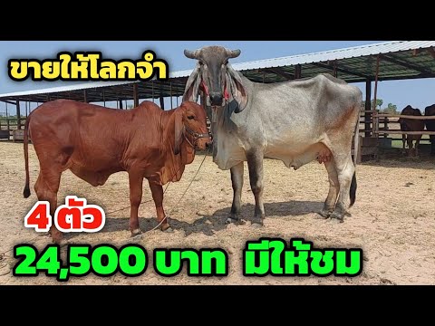 Vายถูกให้โลกจำ‼️4ตัว24,500บ