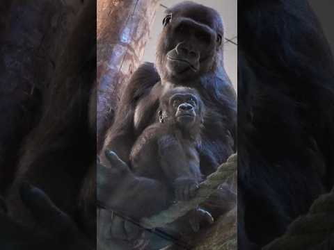 Precious Baby Gorilla Makongo #babygorilla #gorilla