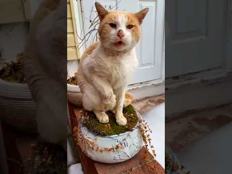 Photo for: Cat Found Crying Alone In The Snow Finally Gets His Happy Ending | The Dodo