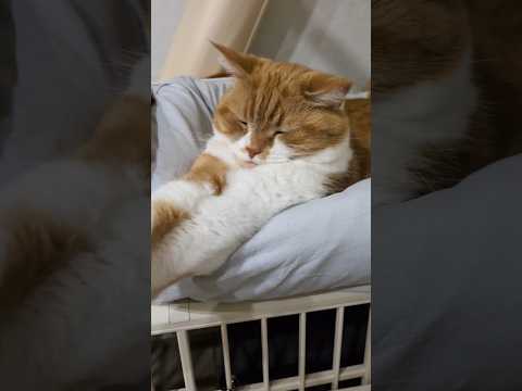 猫が自分に埋もれてる #うちの猫がへんなことしてる
