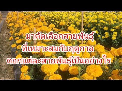 แปลงทดสอบสายพันธุ์ดาวเรืองอะไ