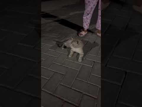 Kucing Bapao Sangat Suka Main Sama Manusia #cat #nizamkucinglucu #cute #貓咪日常 #imut #貓 #funny #猫