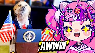 Ironmouse Reacts To The Best Pet Videos of the Decade..