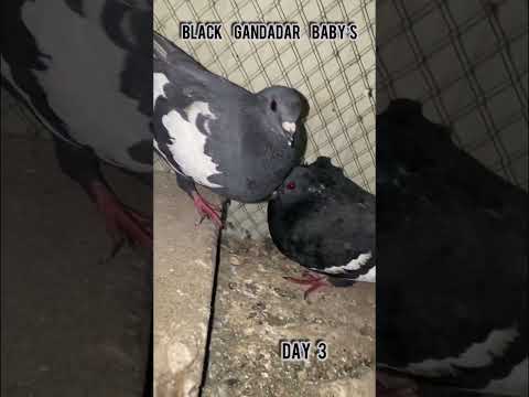 Black Gandadar baby’s #shorts#reels#pigeon#kabutar#hatching#egg#pigeonbreeding