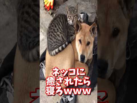 猫の動画サムネイル - 2025年7月7日