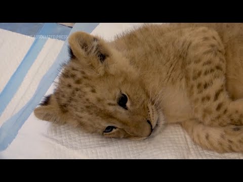 Young lion cub recovering at animal charity shelter in Lebanon after captivity ordeal