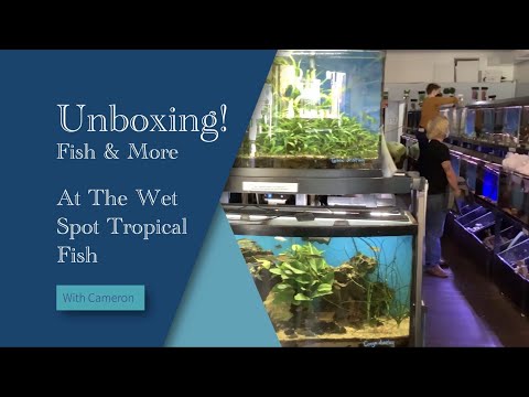 Unboxing at The Wet Spot Tropical Fish (New Specie And we’re back! Shot on location on another typical Monday / Friday here at the Wet Spot in NE Por