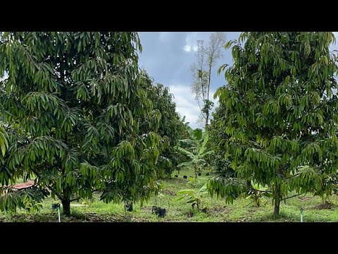 สวนลุงเลิศไลฟ์-Ep.4-แนวทางการใ สวนลุงเลิศไลฟ์-Ep.4-แนวทางการใ