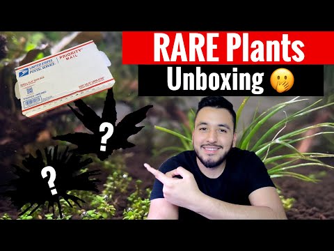 RARE aquarium plants Unboxing First off, welcome to some of my first content creations! In this video I am unboxing some relativel