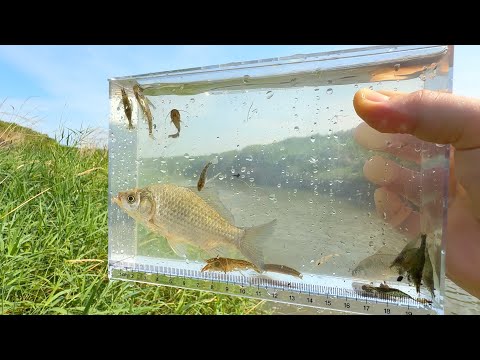 日本の夏の川でガサガサしたよ。楽しい生き物観察。