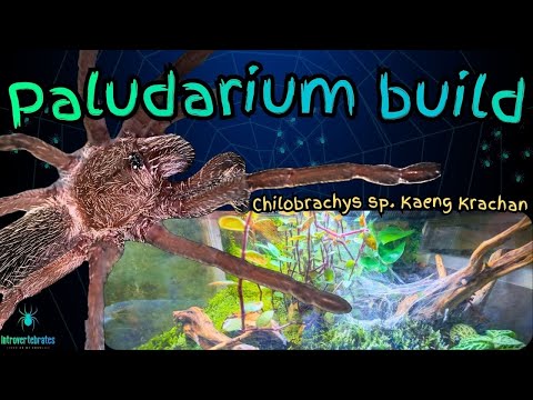 Building a Jungle Paludarium for Chilobrachys sp. Kaeng Krachan