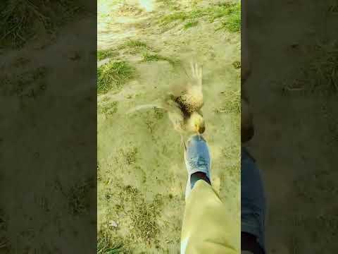 teetar voice 🔥#viral #foryou