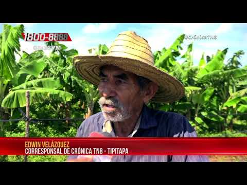 Agricultores de Tipitapa garantizan abastecimiento del mercado local – Nicaragua
