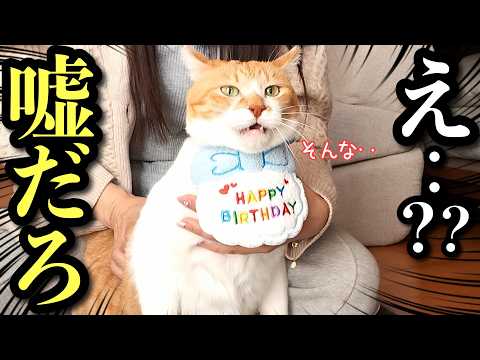 “うちにおいで”から5年…気づけばもう10歳のお誕生日【うちの子記念日】