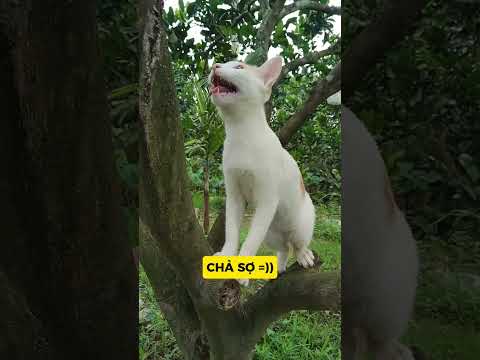 KUNGFU MÈO XUẤT KÍCH: MÈO LỘN NGƯỢC, BAY CẢ QUẦN 😵‍💫#meo#vutrudramameo#haihuoc#xuhuong#meme