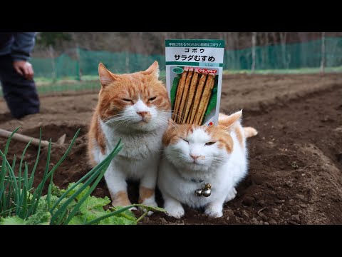 猫の動画サムネイル - ちろぽんさばじろうとごぼうの種まき　2025　250516