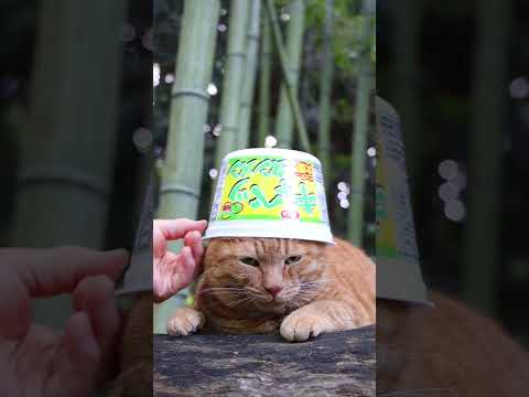 猫の動画サムネイル - ビック　キャベツタンメン　250625 　#ねこ　#のせ猫　 #cat #cute #ネコ　 #猫のいる暮らし　 #cutecat