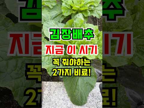 김장배추 지금 이시기에 꼭 줘야할 2가지 비료!